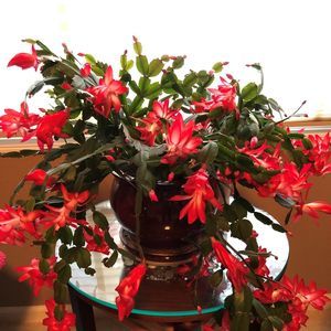 Meet your Posher, Carole